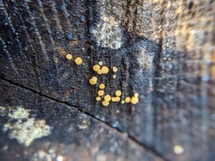 Calycina claroflava