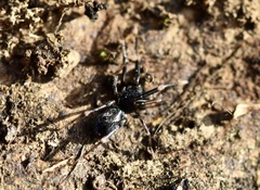 Liophrurillus flavitarsis