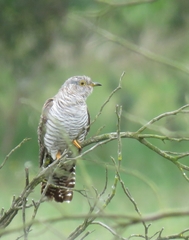 Common Cuckoo photo 6