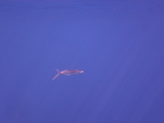 Exocoetidae