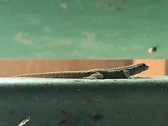 Lygodactylus capensis