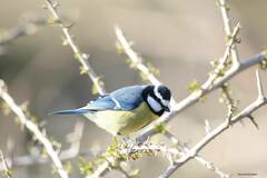 Cyanistes teneriffae