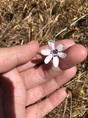 Conanthera