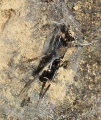 Liophrurillus flavitarsis