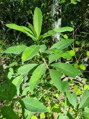 Terminalia brachystemma