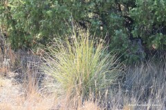 Macrochloa tenacissima