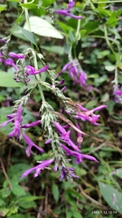 Salvia purpurea