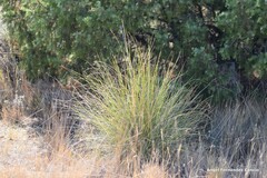 Macrochloa tenacissima