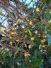 Jasminum mesnyi