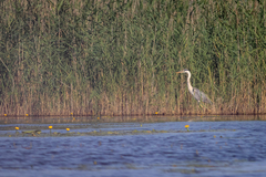 Ardea cinerea