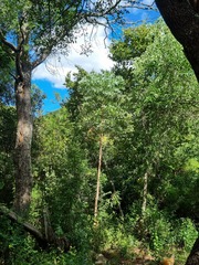 Cussonia transvaalensis