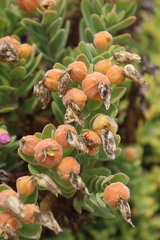 Orphium frutescens