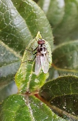 Anthomyia pluvialis