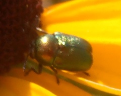 Cryptocephalus