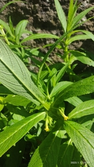 Leucocarpus perfoliatus