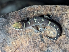 Pachydactylus oshaughnessyi
