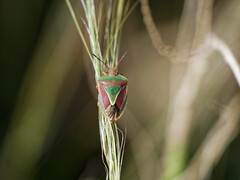 Acledra bichromocornis