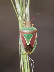 Acledra bichromocornis