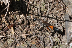 Ammophila sabulosa