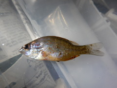Lepomis humilis