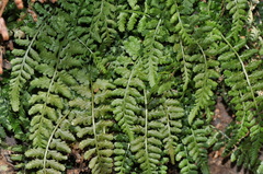 Asplenium foreziense