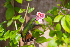 Anthracothorax dominicus