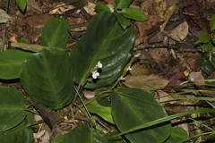 Maranta