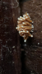 Arcyria obvelata