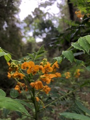 Senna stipulacea