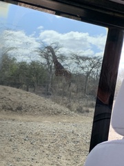 Giraffa camelopardalis reticulata