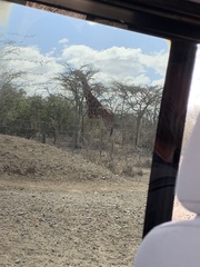 Giraffa camelopardalis reticulata