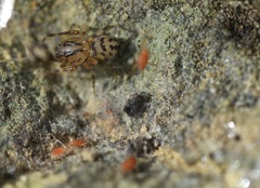 Scytodes velutina
