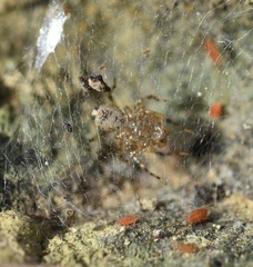 Scytodes velutina
