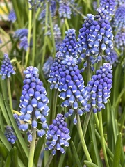 Muscari