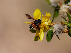 Epanthidium