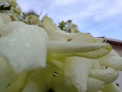 Theridion