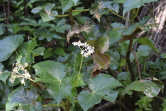 Begonia