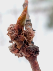 Aceria parapopuli