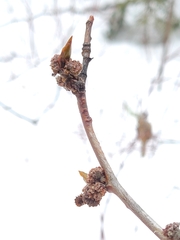 Aceria parapopuli