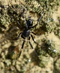 Liophrurillus flavitarsis