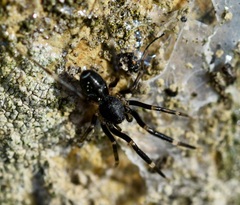 Liophrurillus flavitarsis