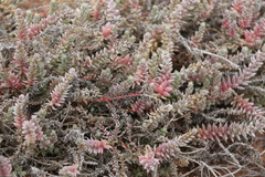 Chenolea diffusa