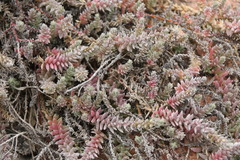 Chenolea diffusa