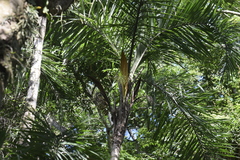 Syagrus picrophylla