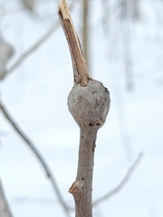 Euhexomyza schineri