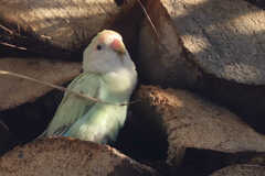 Agapornis roseicollis