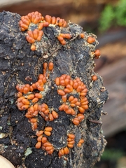 Leocarpus