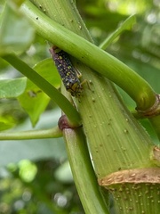 Aulacizes conspersa