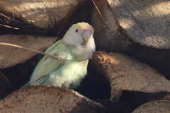 Agapornis roseicollis