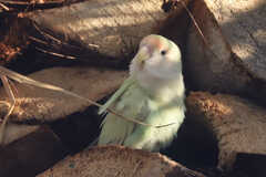 Agapornis roseicollis